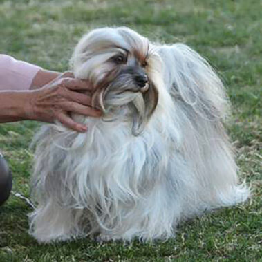 Champion Havanasilk HotNSaucy By LilPawz - Havanese Female
