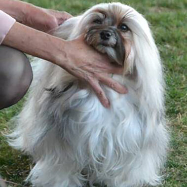 Champion Havanasilk HotNSaucy By LilPawz - Havanese Female