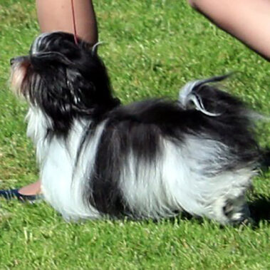 Champion Havanasilk’s One Singular Sensation - Havanese Female