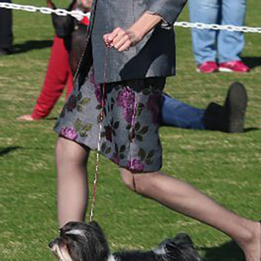 Champion Havanasilk’s One Singular Sensation - Havanese Female