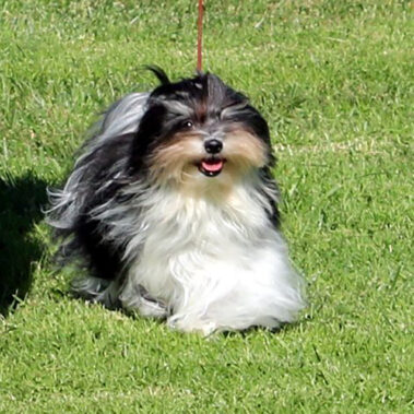 Champion Havanasilk’s One Singular Sensation - Havanese Female