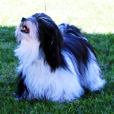 Champion Havanasilk’s One Singular Sensation - Havanese Female