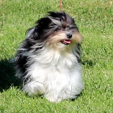 Champion Havanasilk’s One Singular Sensation - Havanese Female