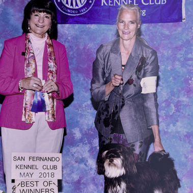 Champion Havanasilk Spicy Chocolate Maya Havanese