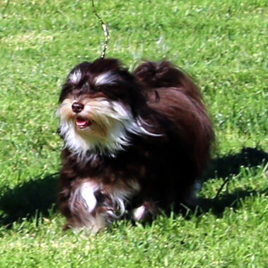 Champion Havanasilk Spicy Chocolate Maya Havanese