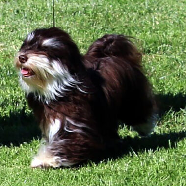 Champion Havanasilk Spicy Chocolate Maya Havanese