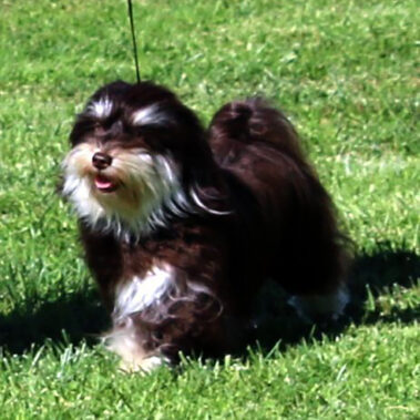 Champion Havanasilk Spicy Chocolate Maya Havanese