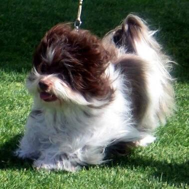 AKC Champion Havanese Stud Dogs #1 Southern California