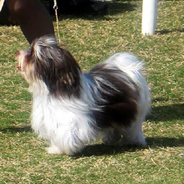 Champion Havanasilk Sweet Chocolate Moonshine - Chocolate Havanese Female