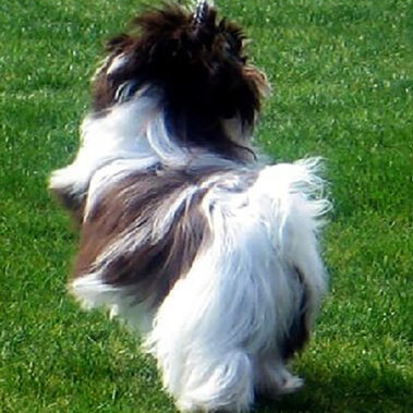 Champion Havanasilk Sweet Chocolate Moonshine - Chocolate Havanese Female