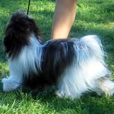 Champion Havanasilk Sweet Chocolate Moonshine - Chocolate Havanese Female