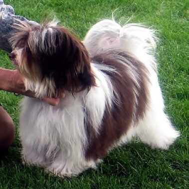 Champion Havanasilk Sweet Chocolate Moonshine - Chocolate Havanese Female