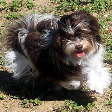Champion Havanasilk Sweet Chocolate Moonshine - Chocolate Havanese Female