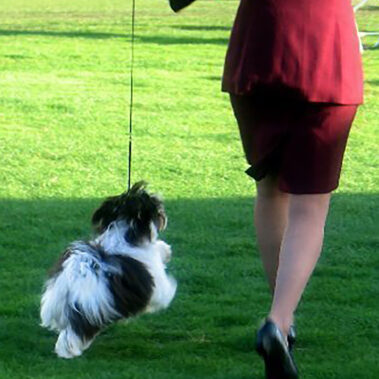 Champion Havanasilk Sweet Chocolate Moonshine - Chocolate Havanese Female