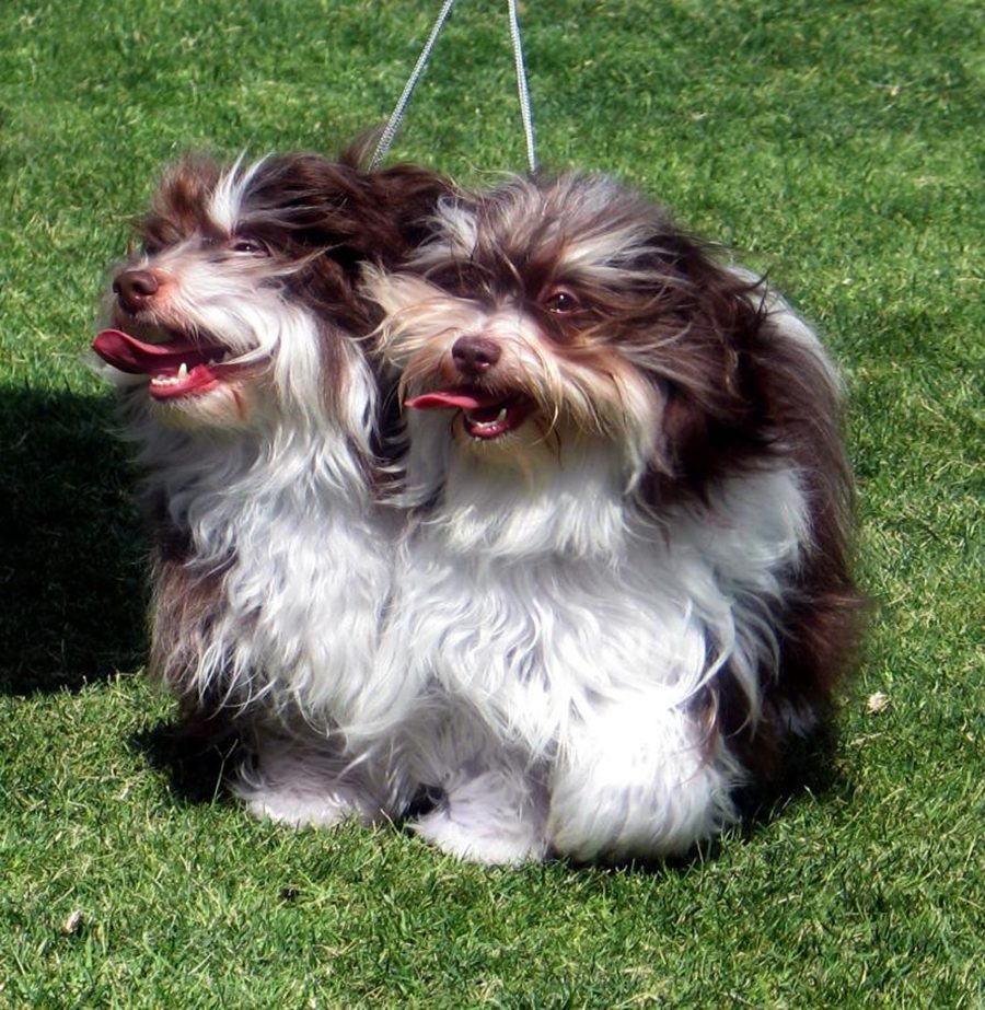Havanese Chocolate Brace Competition Winners in Southern California