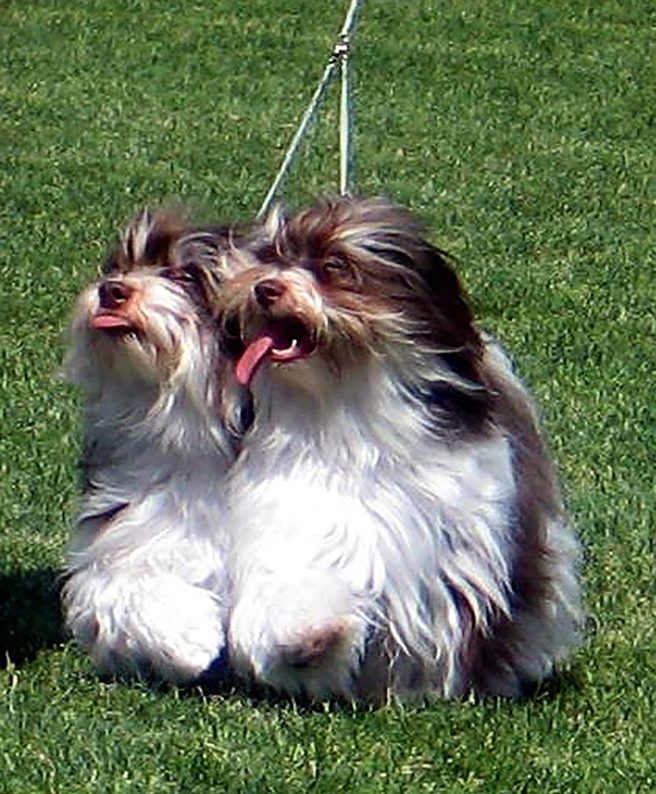 Havanese Chocolate Brace Competition Winners in Southern California