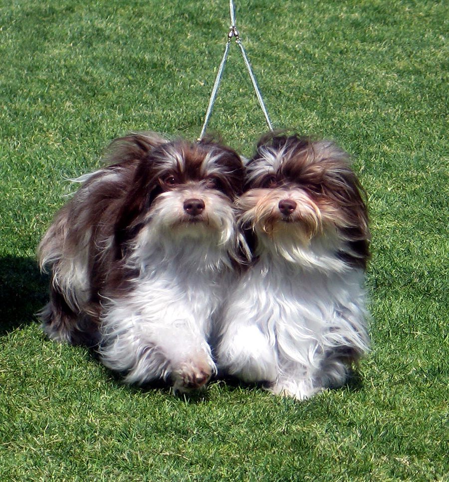 Havanese Chocolate Brace Competition Winners in Southern California