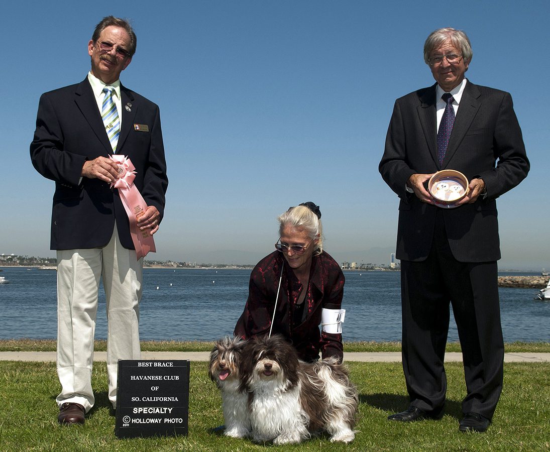 Havanese Chocolate Brace Competition Winners in Southern California
