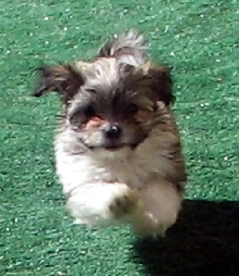 Havenese Puppies for sale in Landers, Southern California