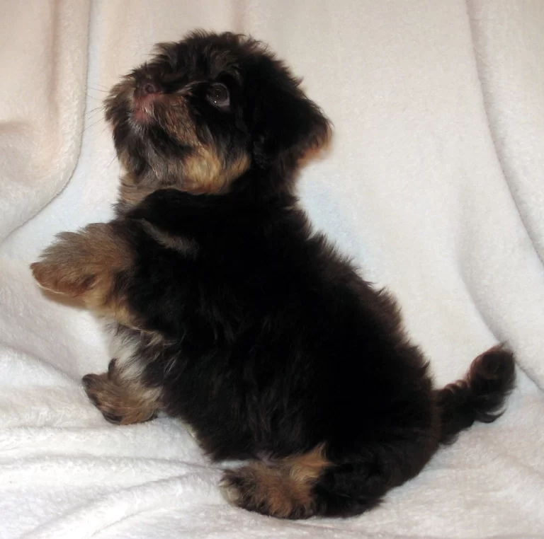 Havenese Puppies for sale in San Bernardino, Southern California and Arizona.