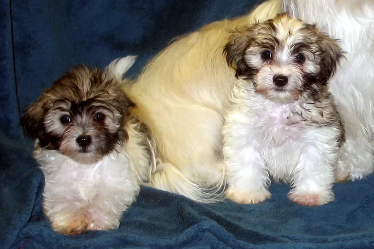 Havenese Puppies for sale in San Bernardino, Southern California and Arizona.