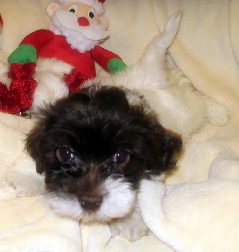 Havenese Puppies for sale in San Bernardino, Southern California and Arizona.