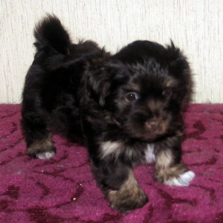 Havenese Puppies for sale in San Bernardino, Southern California and Arizona.