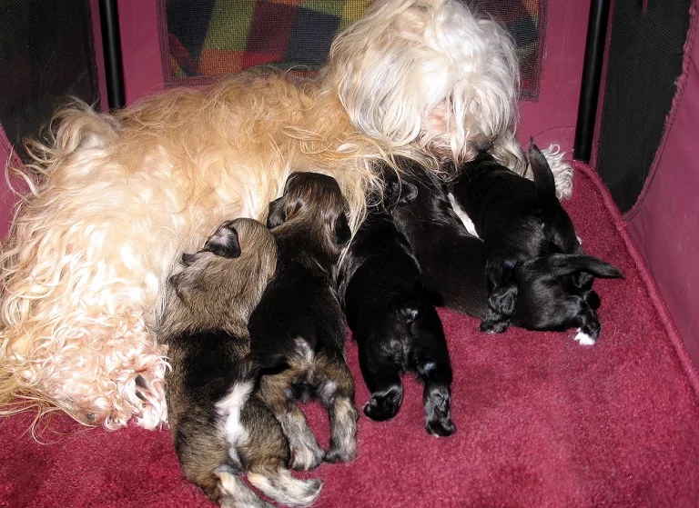 Havenese Puppies for sale in San Bernardino, Southern California and Arizona.