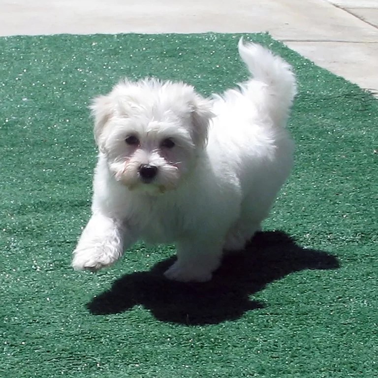 White havanese puppies for hot sale sale