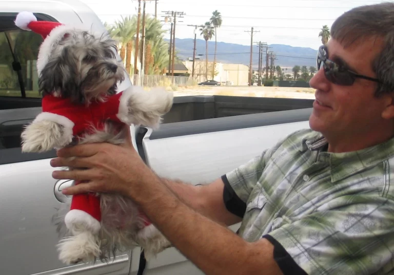 Havenese Puppies for sale in San Bernardino, Southern California and Arizona.