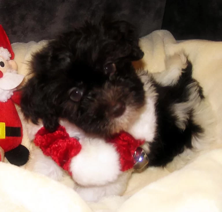 Havenese Puppies for sale in San Bernardino, Southern California and Arizona.