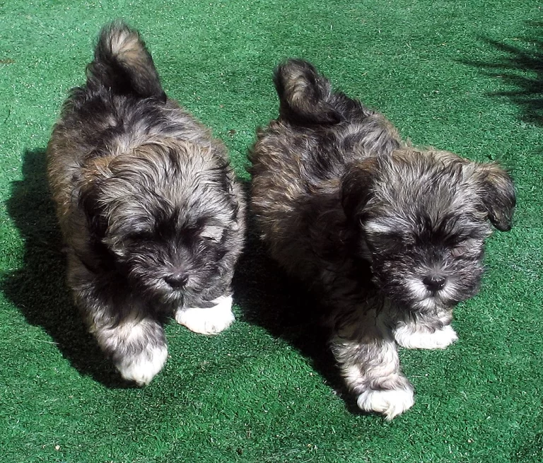 Havenese Puppies for sale in San Bernardino, Southern California and Arizona.