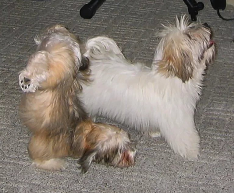 Havenese Puppies for sale in San Bernardino, Southern California and Arizona.