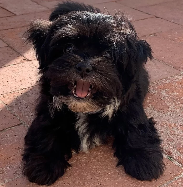 Havenese Puppies for sale in San Bernardino, Southern California and Arizona.