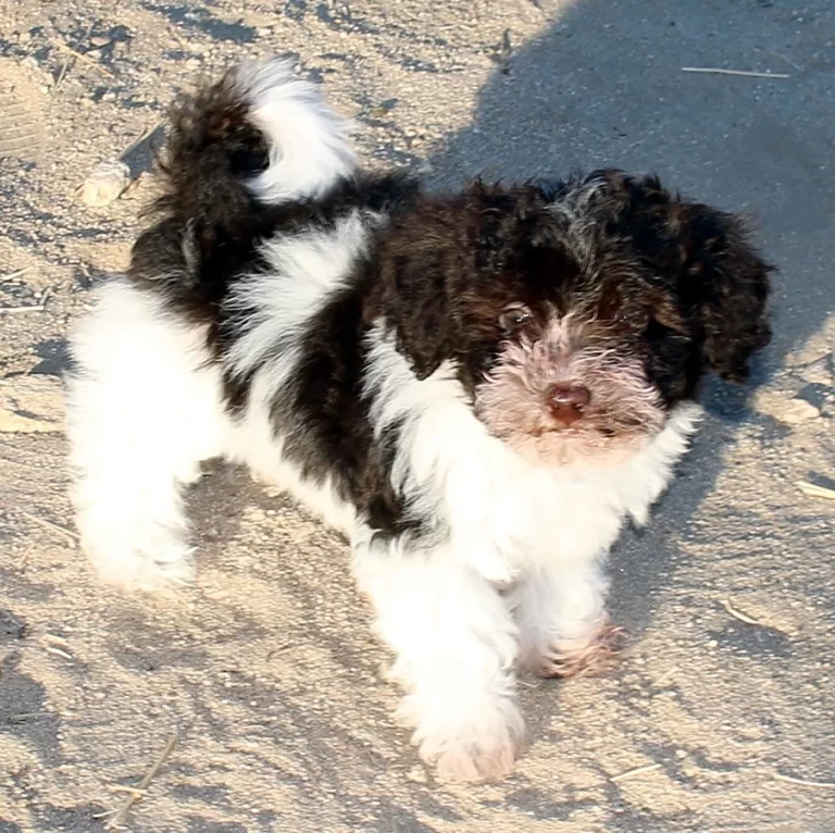 Havenese Puppies for sale in San Bernardino, Southern California and Arizona.