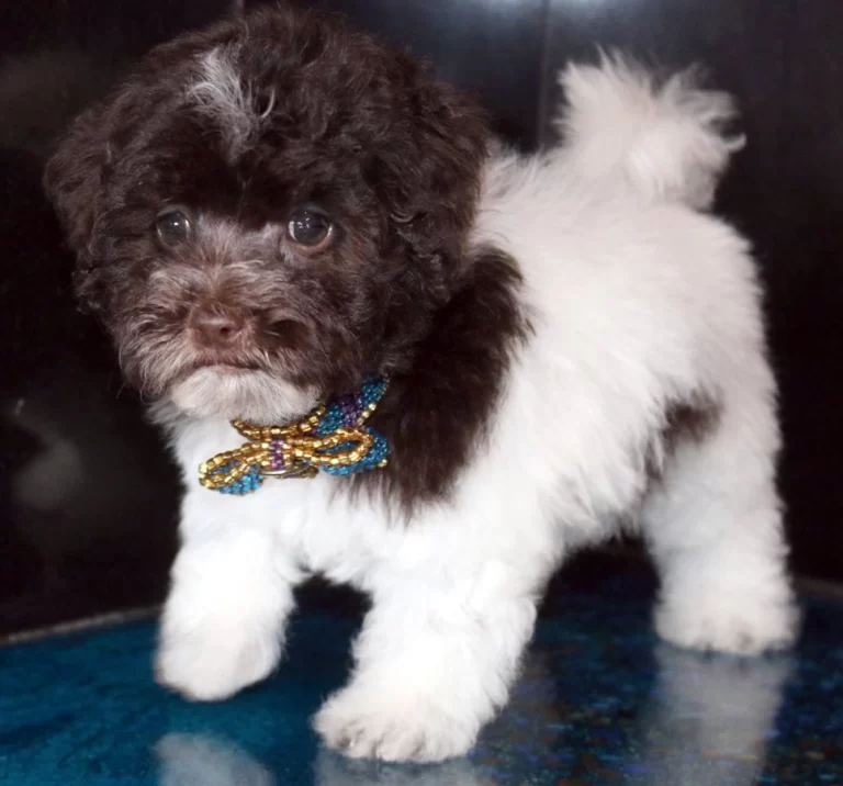 Havenese Puppies for sale in San Bernardino, Southern California and Arizona.