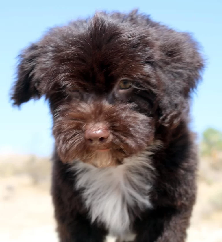 Havenese Puppies for sale in San Bernardino, Southern California and Arizona.
