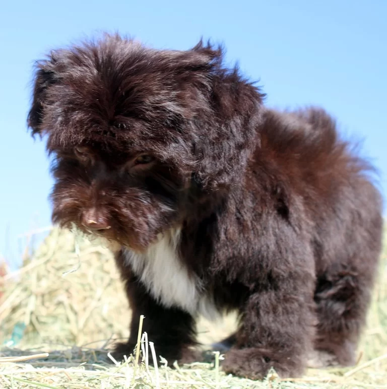 Havenese Puppies for sale in San Bernardino, Southern California and Arizona.