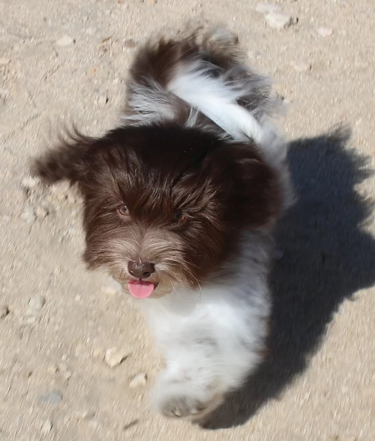 Havenese Puppies for sale in San Bernardino, Southern California and Arizona.