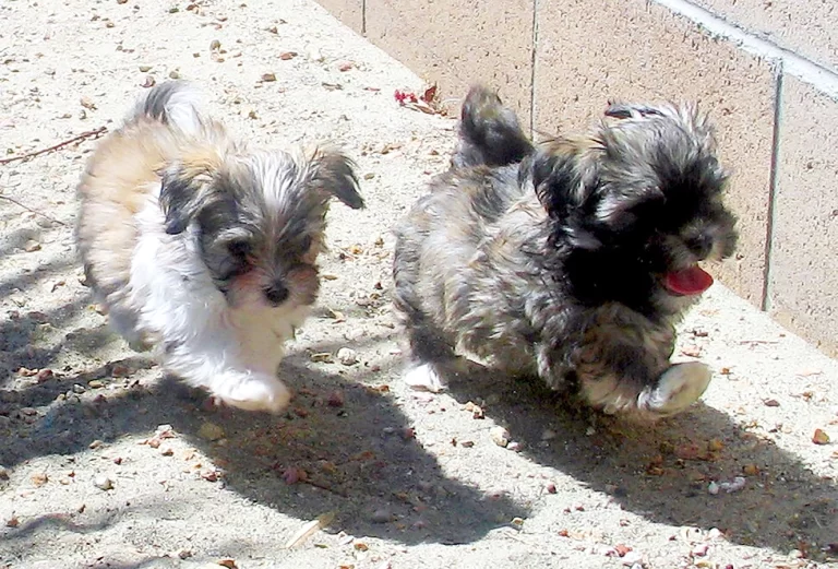 Havenese Puppies for sale in San Bernardino, Southern California and Arizona.
