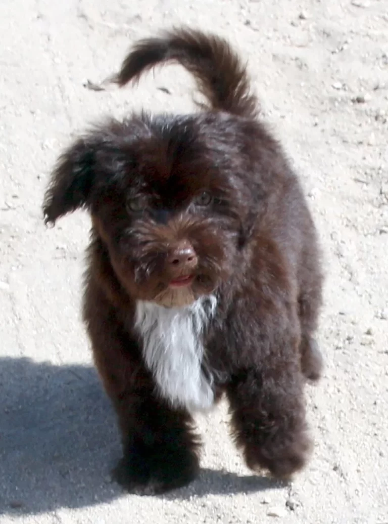 Havenese Puppies for sale in San Bernardino, Southern California and Arizona.