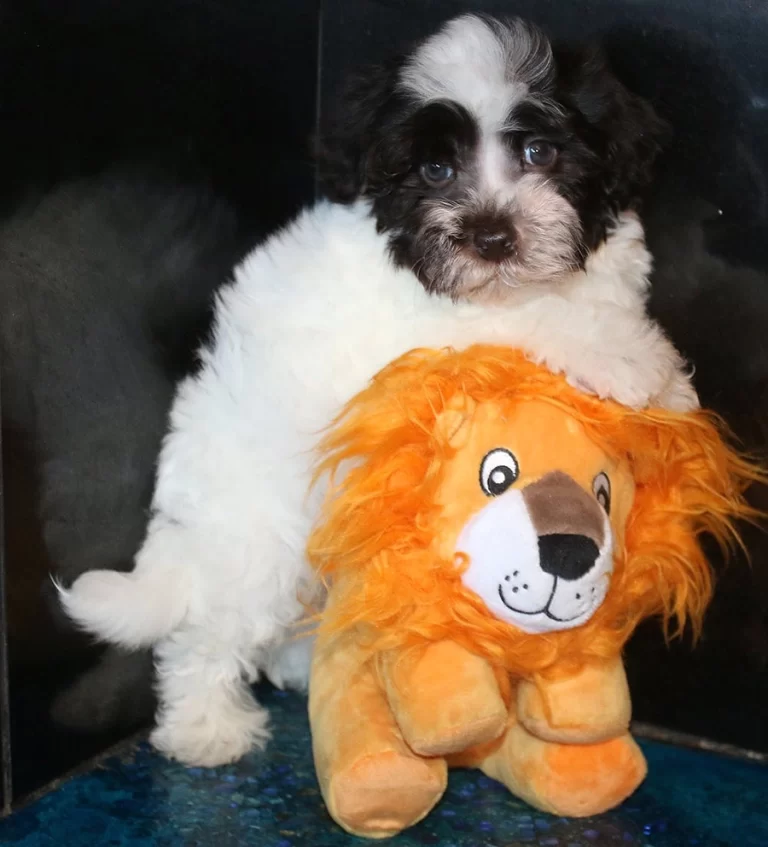 Havenese Puppies for sale in San Bernardino, Southern California and Arizona.