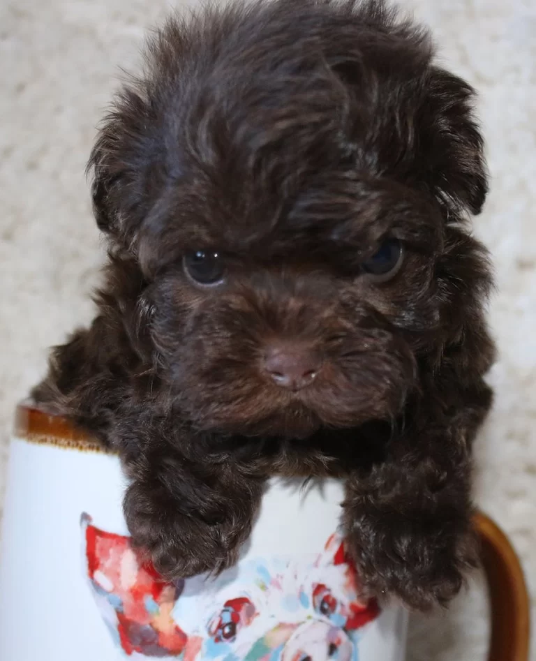 Havenese Puppies for sale in San Bernardino, Southern California and Arizona.