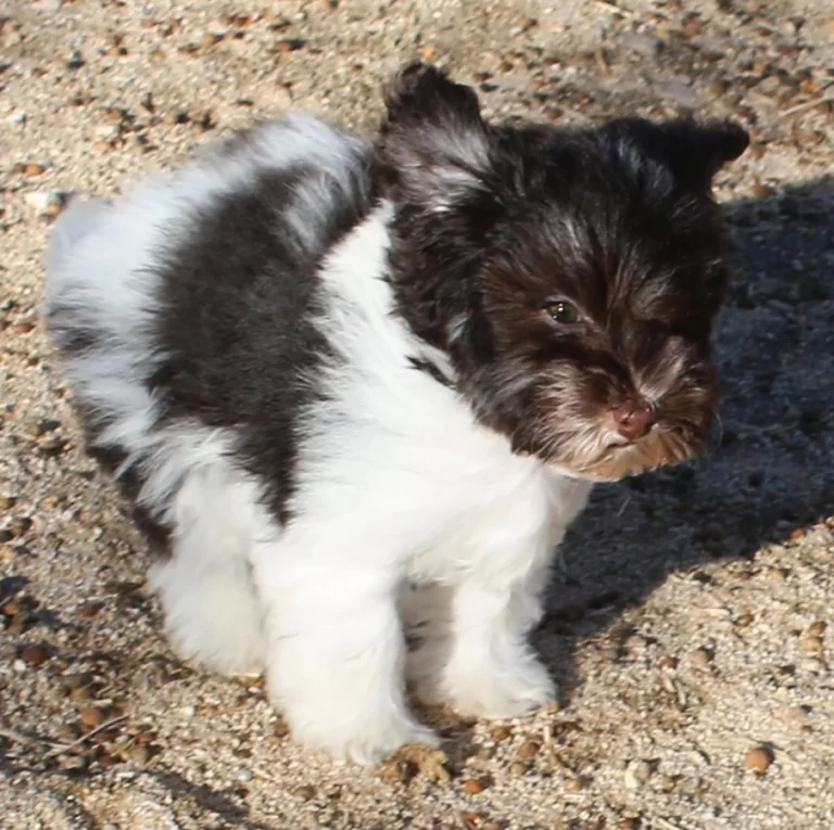 Havenese Puppies for sale in San Bernardino, Southern California and Arizona.