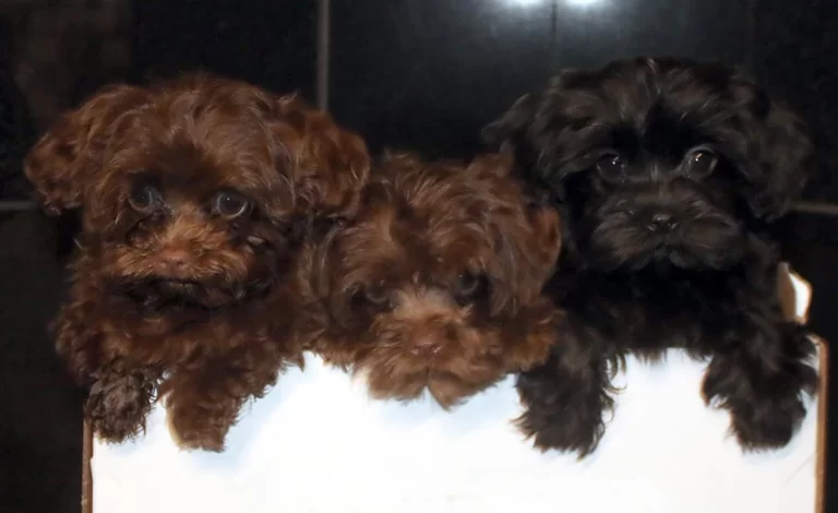 Havenese Puppies for sale in San Bernardino, Southern California and Arizona.