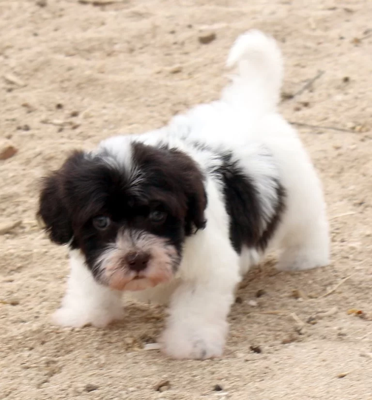 Havenese Puppies for sale in San Bernardino, Southern California and Arizona.