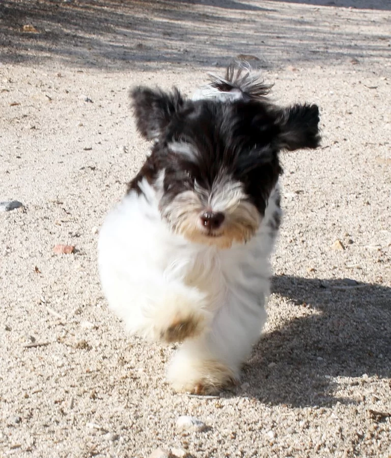 Havenese Puppies for sale in San Bernardino, Southern California and Arizona.