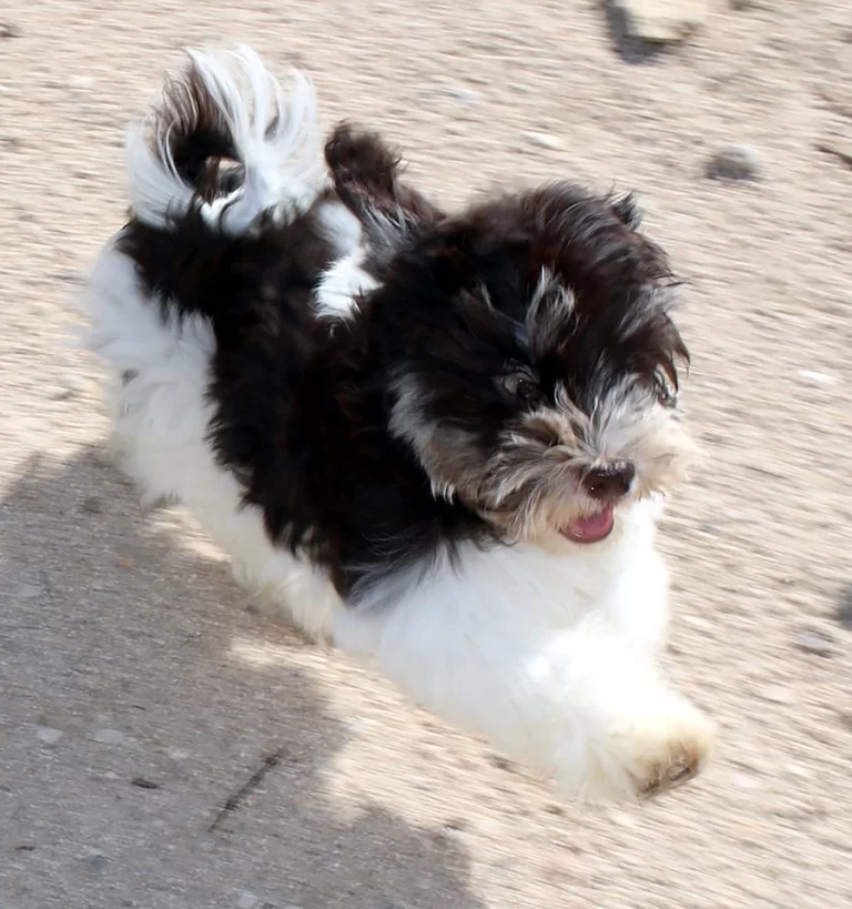 Havenese Puppies for sale in San Bernardino, Southern California and Arizona.