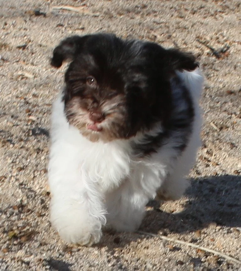 Havenese Puppies for sale in San Bernardino, Southern California and Arizona.