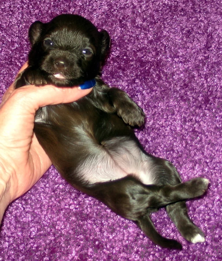 Havenese Puppies for sale in San Bernardino, Southern California and Arizona.
